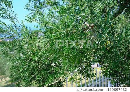 小豆島橄欖樹 小豆島橄欖樹 129897482