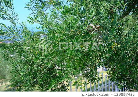 Shodoshima olive tree 129897483