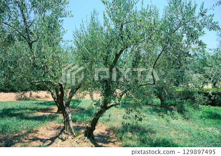Shodoshima olive tree Shodoshima olive tree 129897495