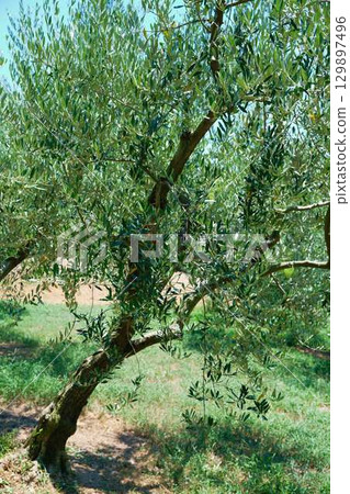Shodoshima olive tree Shodoshima olive tree 129897496