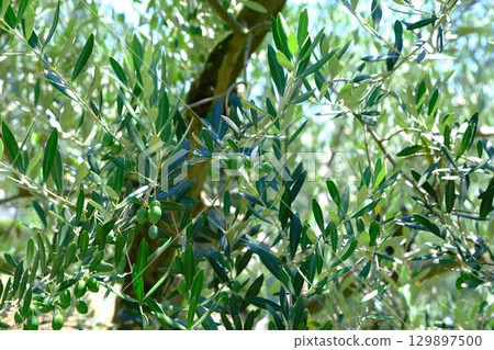 Shodoshima olive tree Shodoshima olive tree 129897500