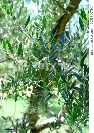 小豆島橄欖樹 129897504