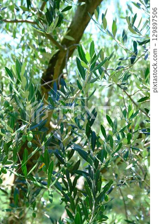 Shodoshima olive tree 129897506