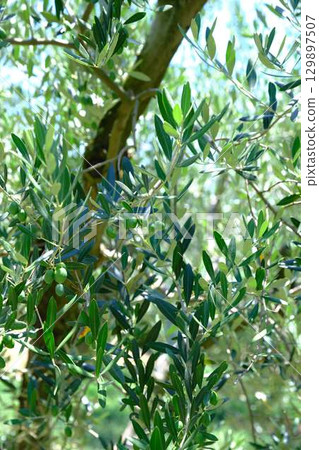 Shodoshima olive tree Shodoshima olive tree 129897507