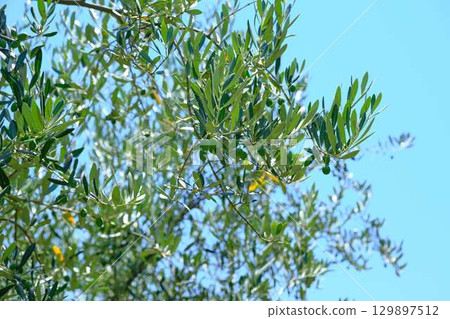 Shodoshima olive tree Shodoshima olive tree 129897512