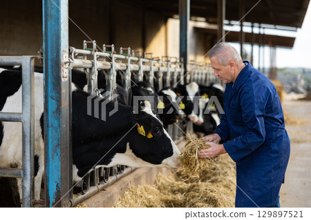 Aged farmer hand feeding fresh haylage to cows in cowshed Aged farmer hand feeding fresh haylage to cows in cowshed 129897521