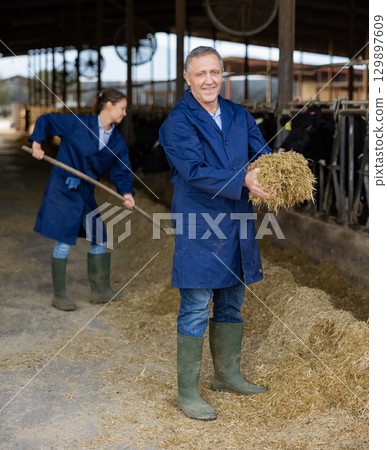 Mature farmer feeds cows with straw in cowshed of farm Mature farmer feeds cows with straw in cowshed of farm 129897609