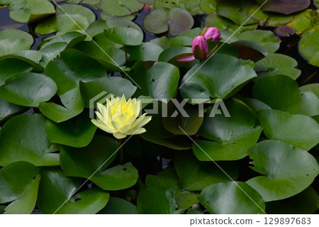 Water lilies, water lilies, and seasonal flowers background material 129897683