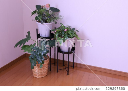 觀賞植物的房間 觀賞植物的房間 129897860
