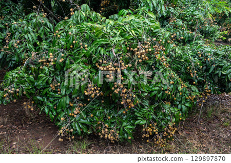 A branch of Longan fruits during raining. Longan is a tropical fruit native to Southeast Asia that's a member of the soapberry family. A branch of Longan fruits during raining. Longan is a tropical fruit native to Southeast Asia that's a member of the soapberry family. 129897870