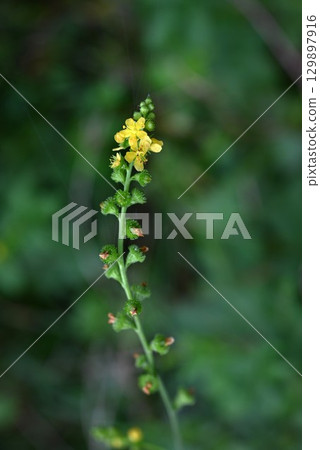 龍芽草花和金色水引 129897916