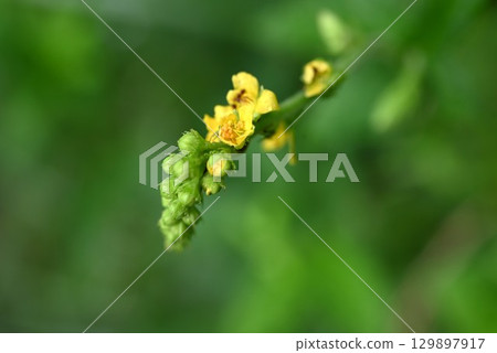 Agrimony flowers and gold Mizuhiki 129897917