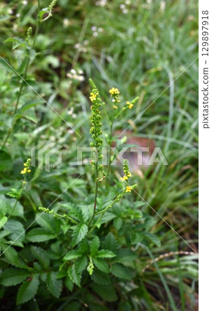 Agrimony flowers and gold Mizuhiki Agrimony flowers and gold Mizuhiki 129897918