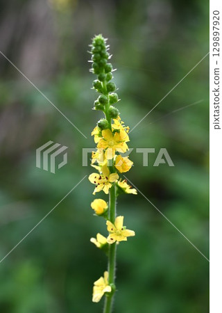 Agrimony flowers and gold Mizuhiki 129897920