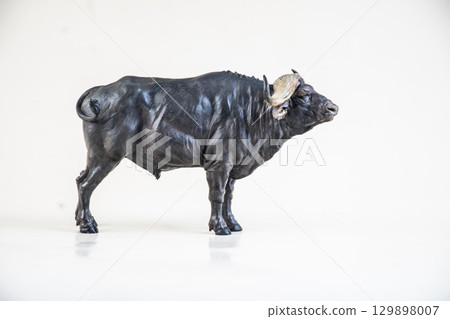 African wild buffalo on isolated background African wild buffalo on isolated background 129898007