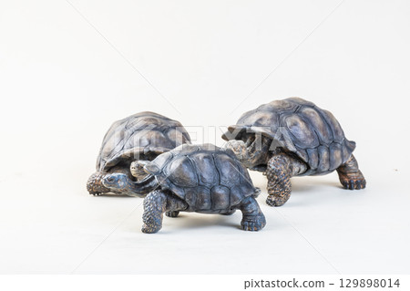 Galapagos giant tortoise on isolated background 129898014