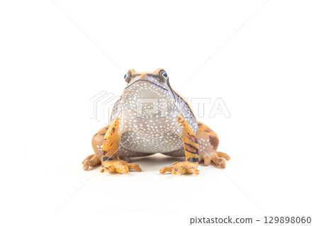 frog on isolated background 129898060