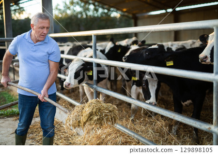 Aged farmer feeding cows with haylage in cowshed Aged farmer feeding cows with haylage in cowshed 129898105