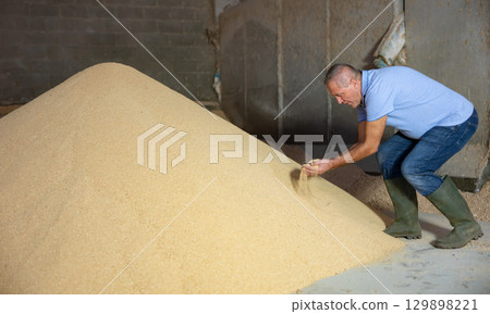 Focused middle-aged man farmer picking up corn flour calf feed during work on ranch 129898221