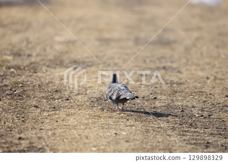 Walking pigeon Walking pigeon 129898329