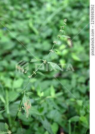 Rumex punctata fruit (achene) Rumex punctata fruit (achene) 129898362