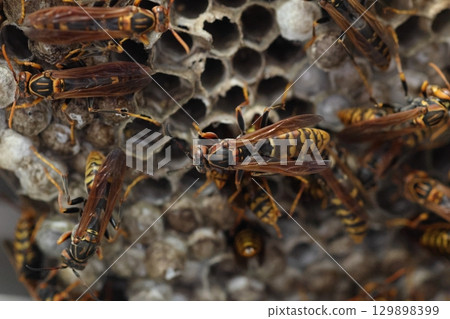 The nest of Seguro Asaki The nest of Seguro Asaki 129898399