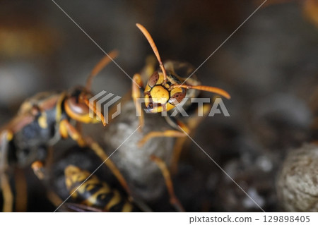 The nest of Seguro Asaki 129898405