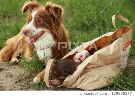 Dog is laying in a bag with a baby dog inside 129898577