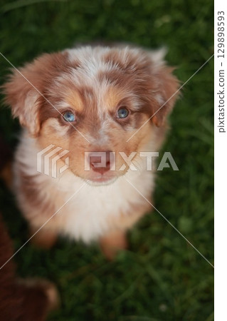 Brown and white dog with blue eyes is looking up at the camera 129898593