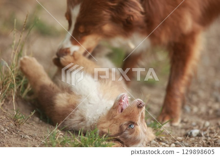 Puppy is playing with another puppy Puppy is playing with another puppy 129898605