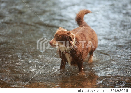 Brown dog is walking in a river Brown dog is walking in a river 129898616