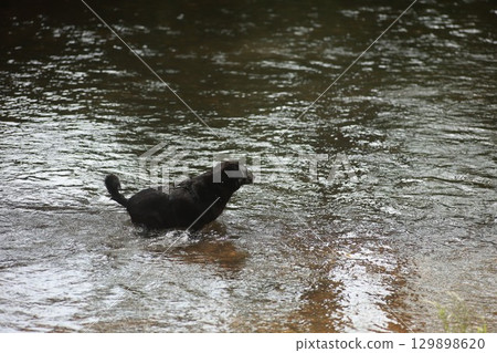 Black dog is swimming in a river 129898620