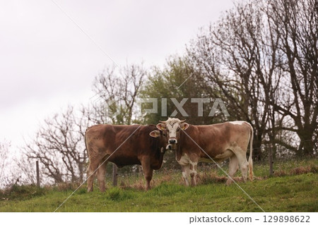 Two cows standing next to each other in a grassy field Two cows standing next to each other in a grassy field 129898622