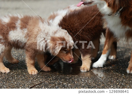Three puppies are playing in the rain Three puppies are playing in the rain 129898641