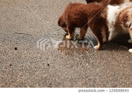Brown and white dog is drinking water from a puddle on the ground 129898643