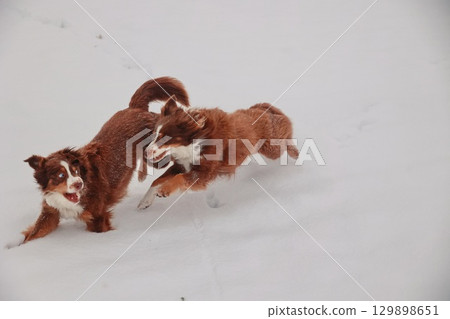 Two dogs are running in the snow, one of them is brown and the other is white Two dogs are running in the snow, one of them is brown and the other is white 129898651