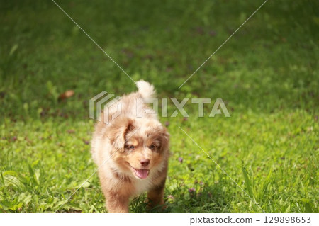 Small brown and white dog is running through a green field 129898653