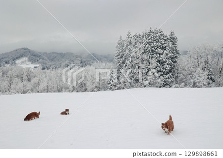 Three dogs are playing in the snow 129898661