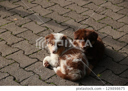 Two puppies are laying on a brick sidewalk Two puppies are laying on a brick sidewalk 129898675