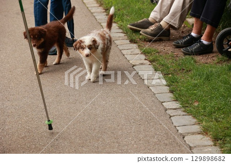 Two dogs are walking on a sidewalk with a person holding a cane Two dogs are walking on a sidewalk with a person holding a cane 129898682