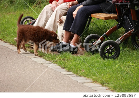 Brown dog is sniffing the ground near a bench where two people are sitting 129898687