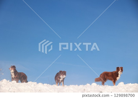 Three dogs are standing on a snowy hill, looking out at the blue sky 129898700