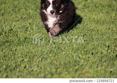 A small black and white dog is running on a green grassy field 129898721