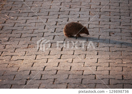 Small brown hedgehog is walking on a brick sidewalk Small brown hedgehog is walking on a brick sidewalk 129898736