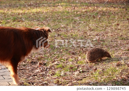 Dog is walking in a park and looking at a small animal Dog is walking in a park and looking at a small animal 129898745