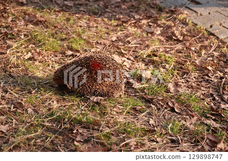 Hedgehog is laying on the ground in a grassy area Hedgehog is laying on the ground in a grassy area 129898747