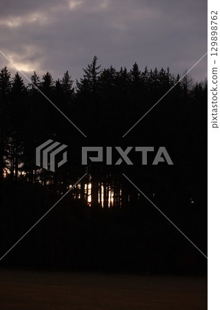 Forest at dusk with the sun setting behind the trees 129898762