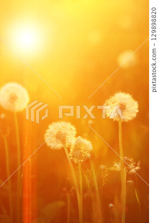 Field of dandelions with the sun shining on them 129898820