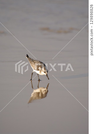 Bird is walking on the beach and looking for food 129898826