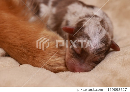 A puppy is sleeping on a bed with its paw on a cat's paw 129898827